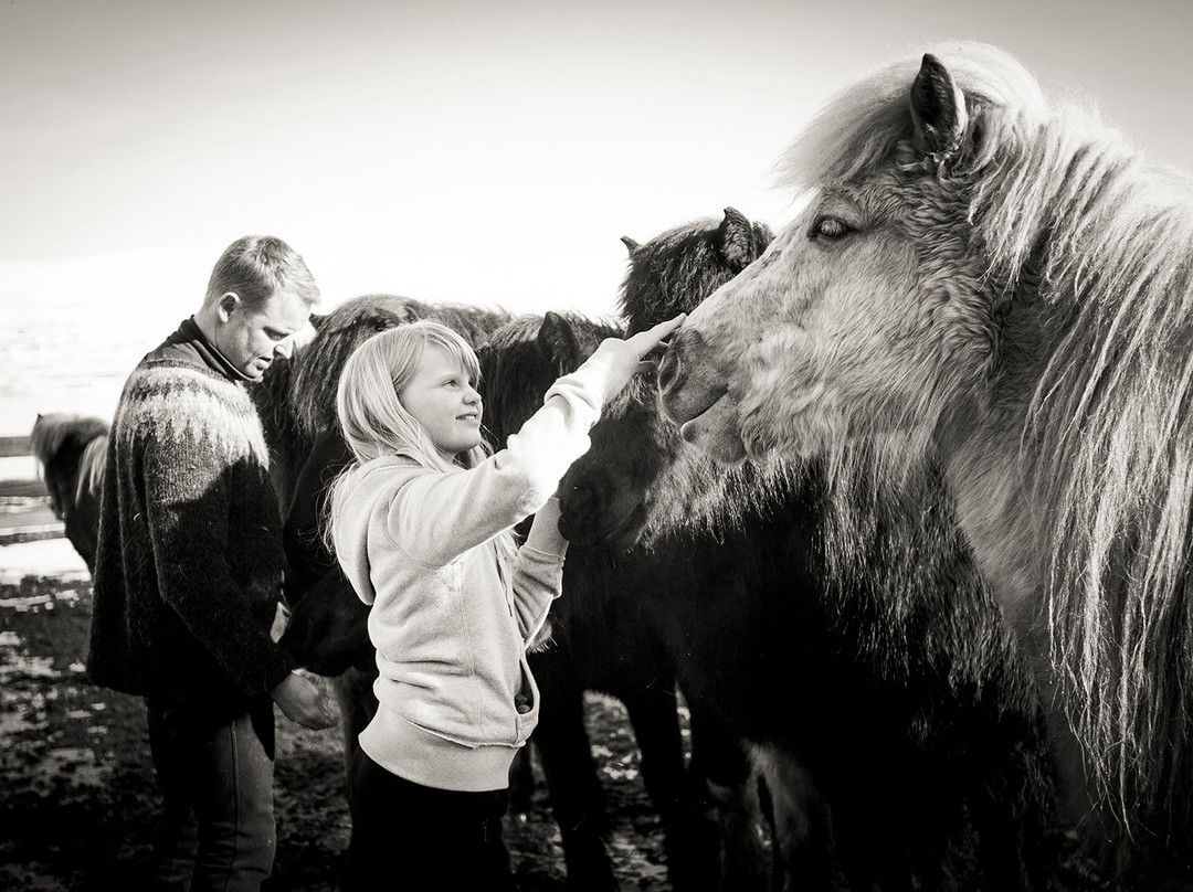 Skjaldarvik Tours-阿克雷里必去景点