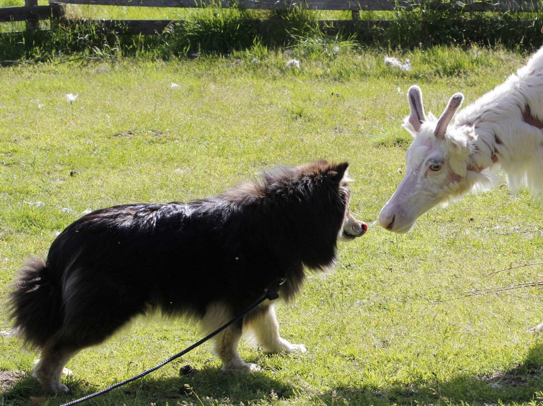 Palosaari Reindeer and Fishing Farm