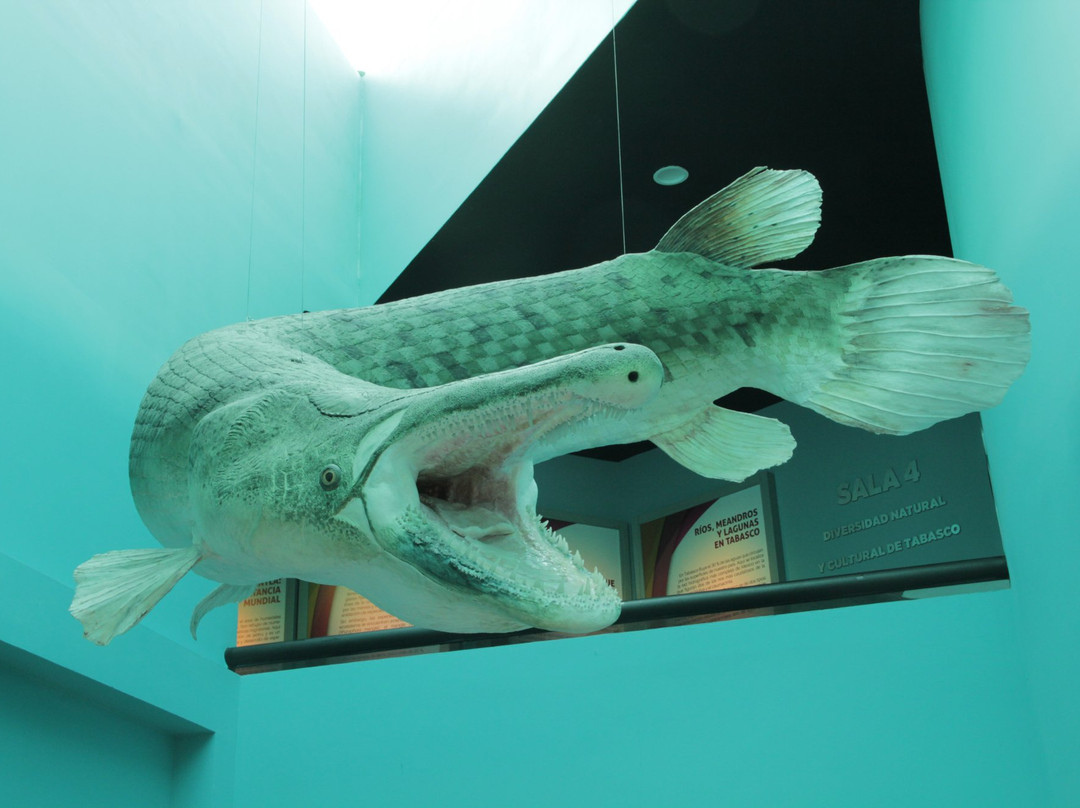 Museo de Historia Natural景点图片