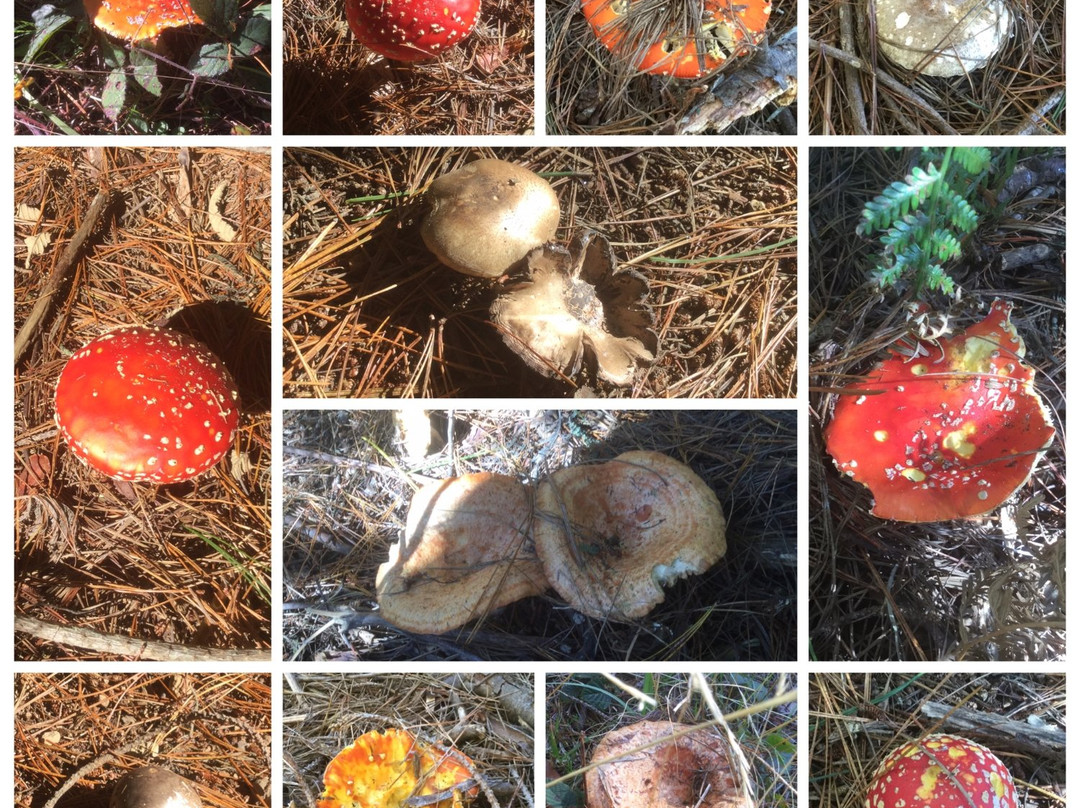 Australian Wild Harvest景点图片