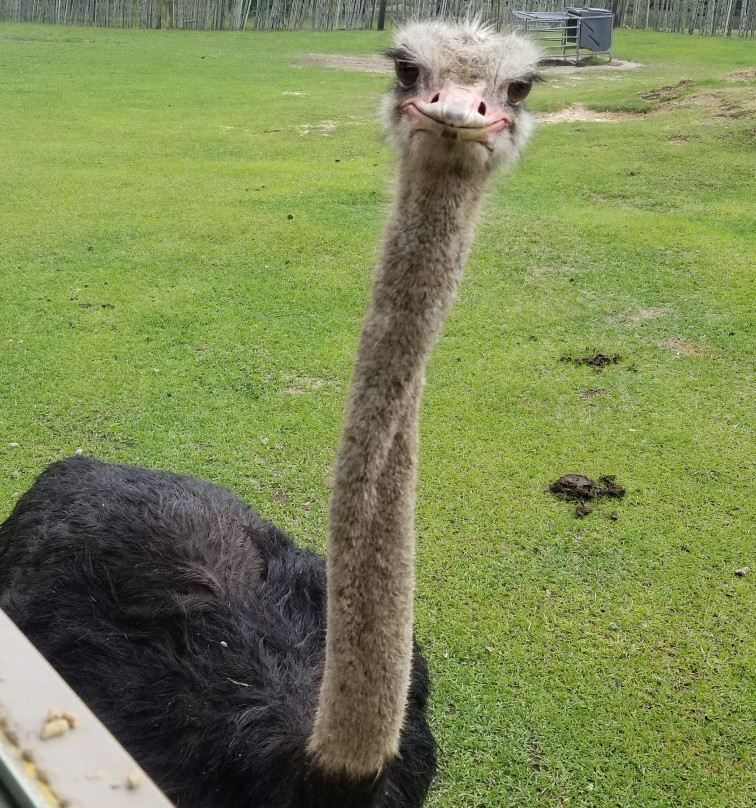 Gone Wild Safari Park-Pineville必去景点