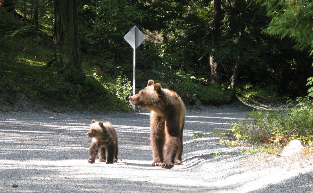 Bella Coola Valley Visitor Information Booth-Bella Coola必去景点