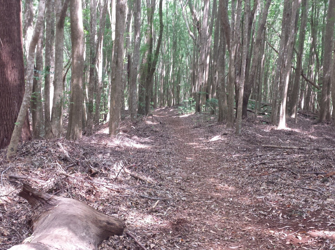 Makawao Forest Reserve-马卡瓦必去景点