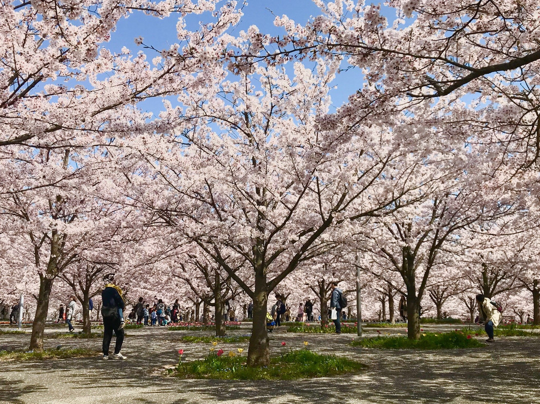 Sakura Hiroba景点图片