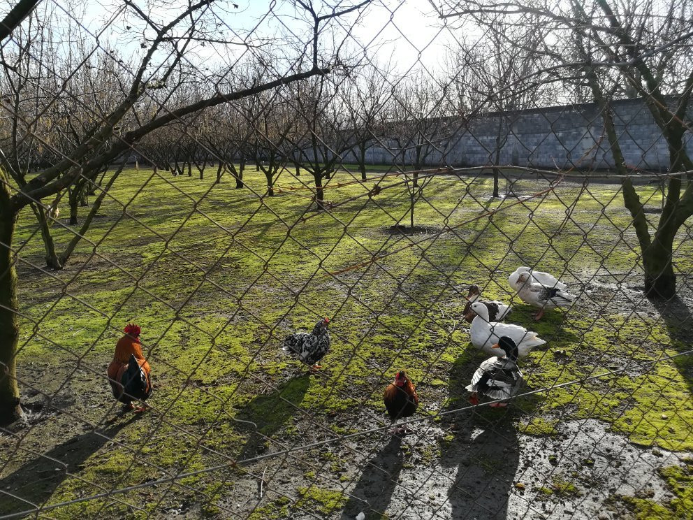 Cicciano旅游攻略图片