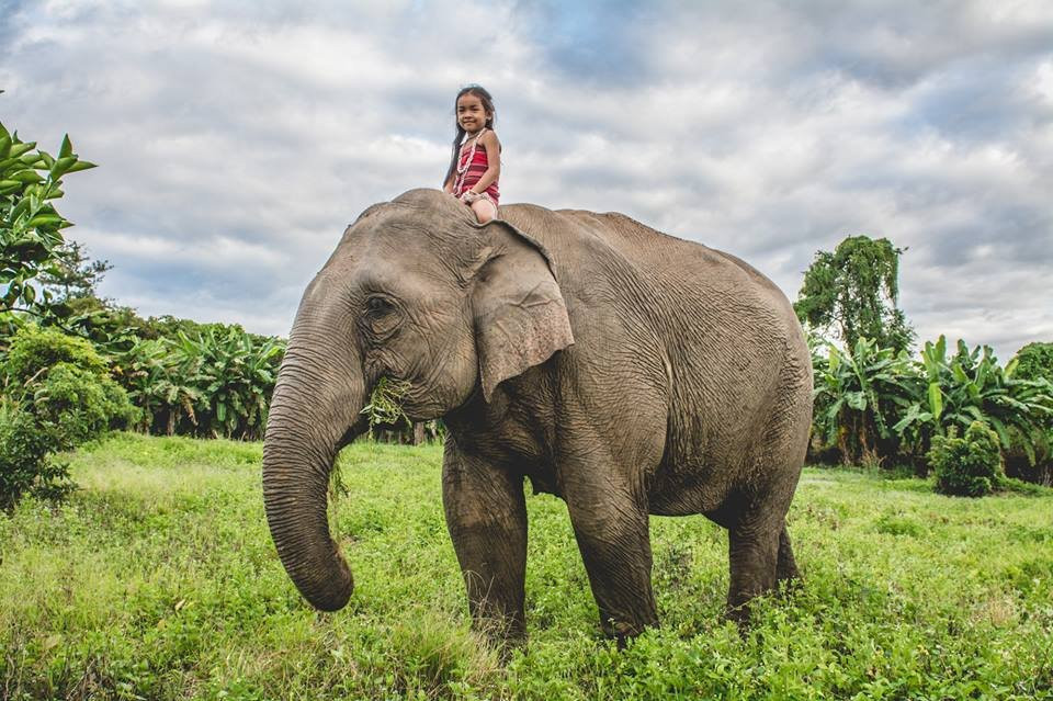 Airavata Elephant Foundation景点图片