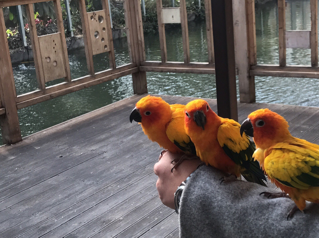 Gyeongju Bird Park景点图片