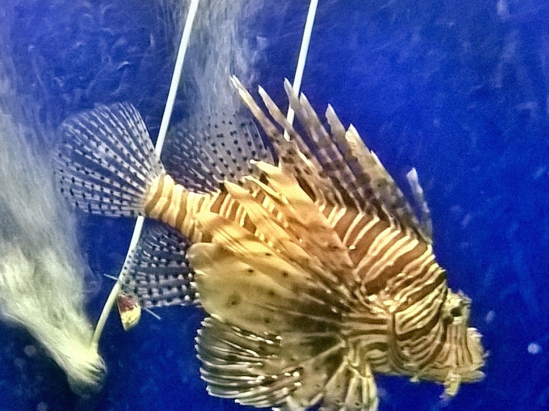 Marine Aquarium Paradeep-帕拉蒂普必去景点