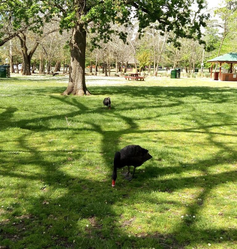 Lake Wendouree Adventure Playground-巴拉瑞特必去景点