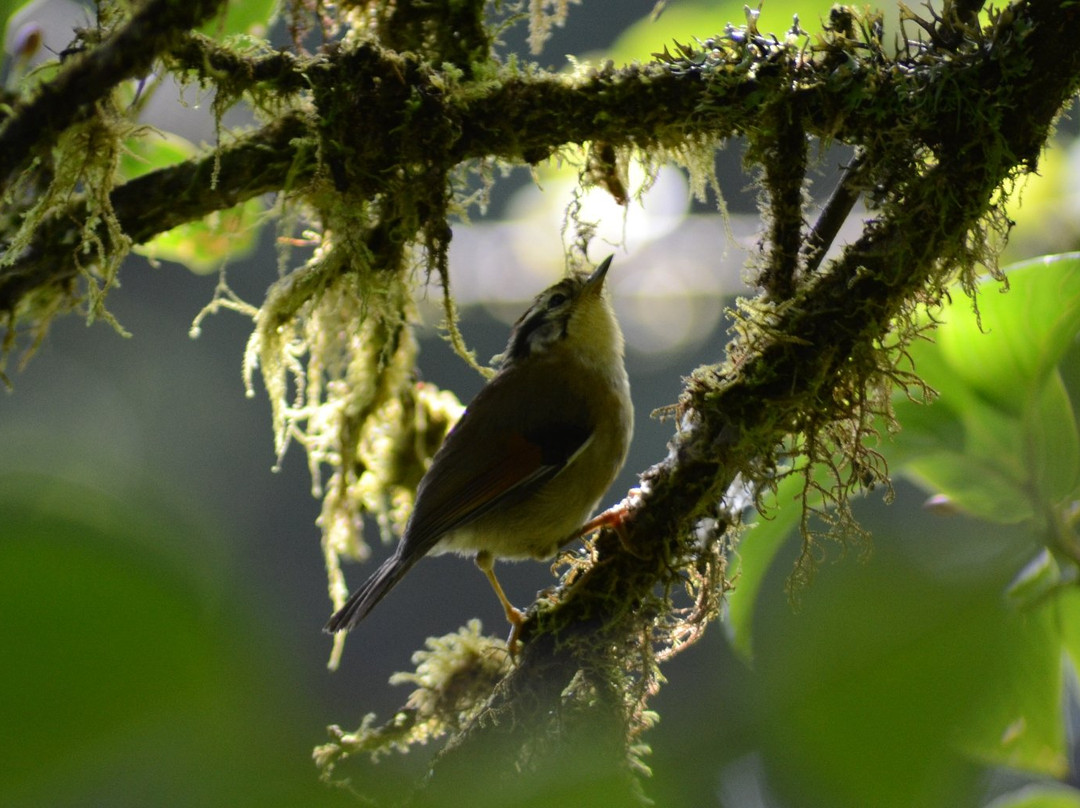 Go With Joe-清迈必去景点