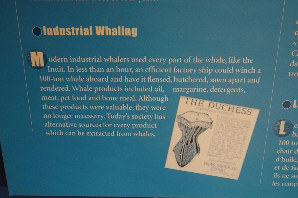 Whale Interpretive Centre景点图片