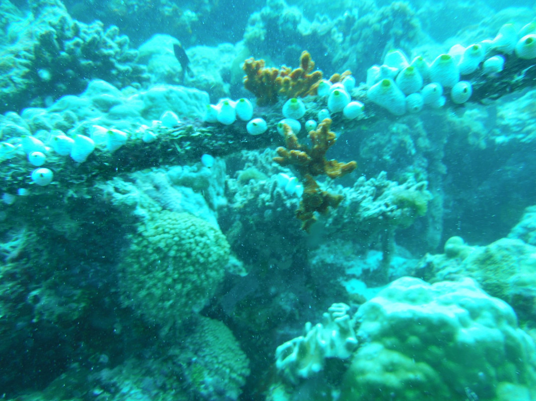 Dive Plus Ukulhas景点图片