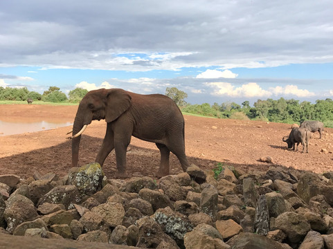 Africa Safari Classics-内罗毕必去景点