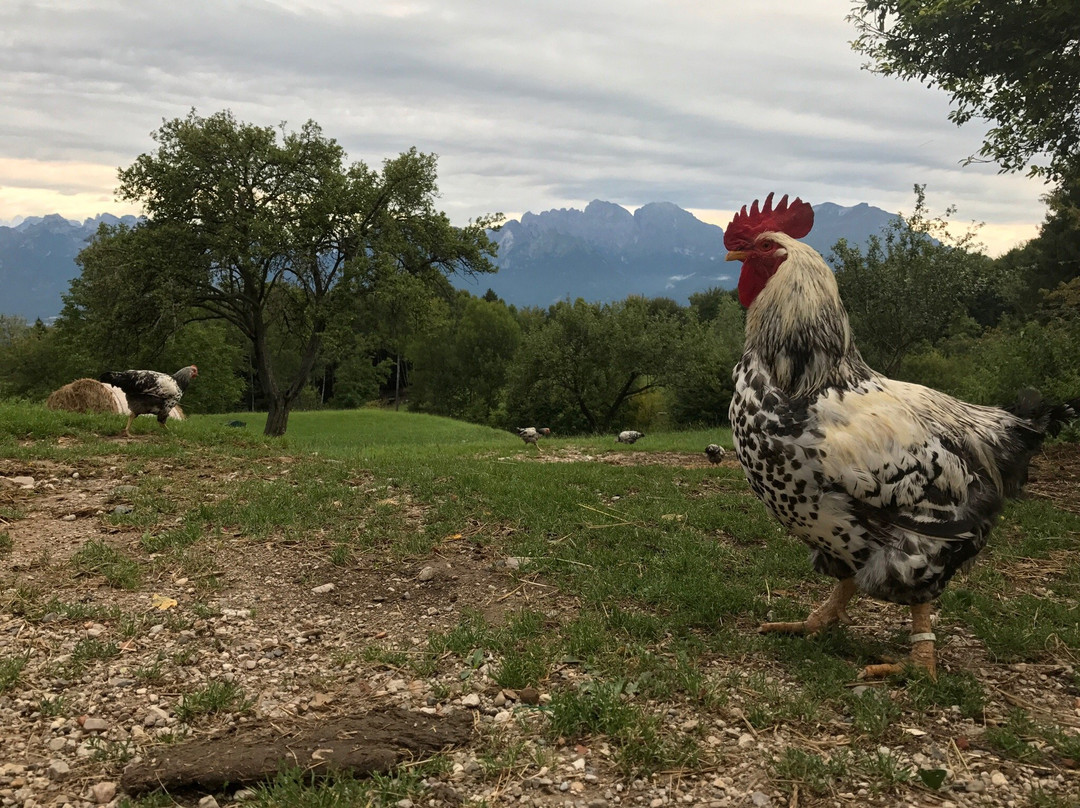 Azienda Agricola La Schirata景点图片