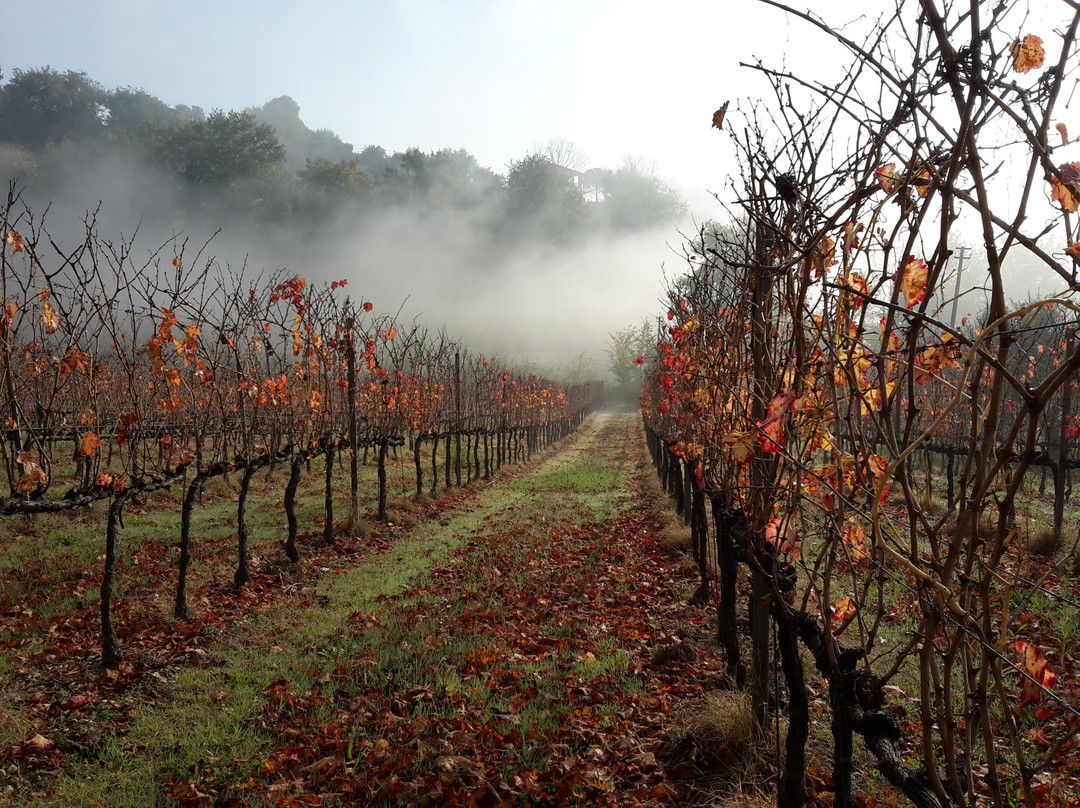 Azienda Agraria Brunozzi-Montefalco必去景点