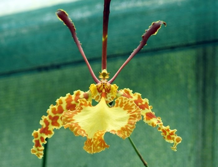 Orchid Paradise-牛顿阿伯里必去景点