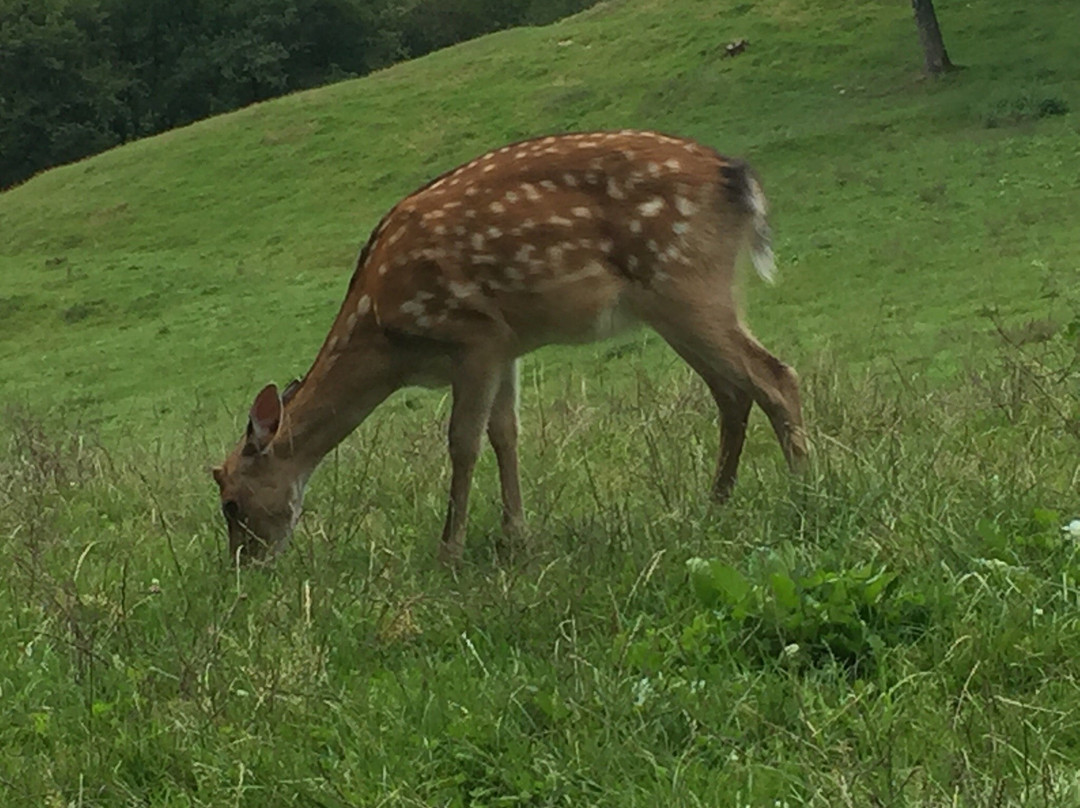 Wild- und Freizeitpark Westerwald景点图片