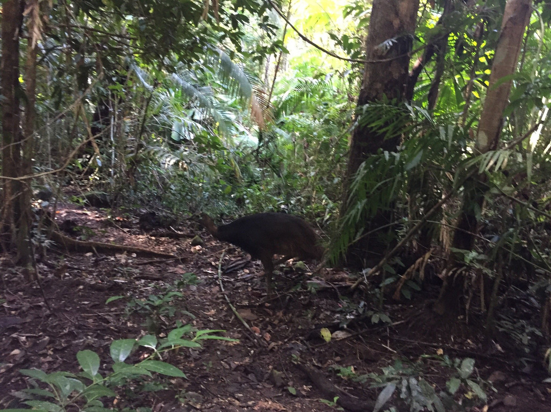 Freeride Electric Adventure Tours-Cape Tribulation必去景点