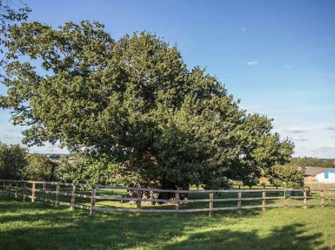 Bowthorpe Oak景点图片