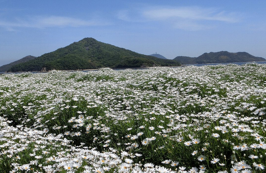 Flower Park Urashima景点图片