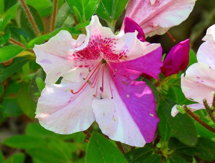 Azalea Path Arboretum and Botanical Gardens-Hazleton必去景点