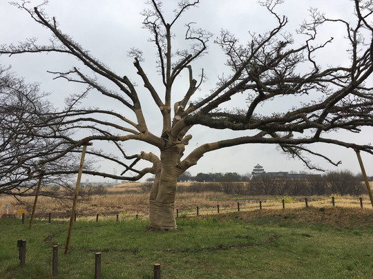 Nakanoshima Park-五霞町必去景点