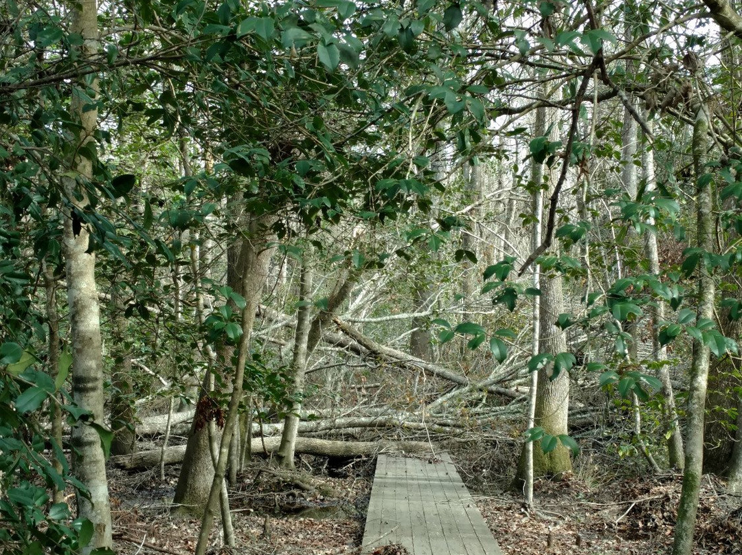 Walterboro Wildlife Sanctuary景点图片