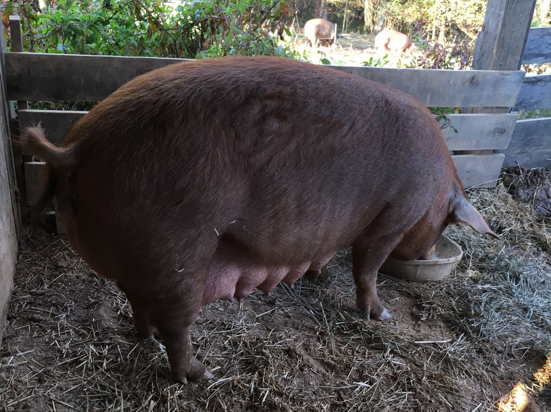 Open Gate Farm-Earlysville必去景点