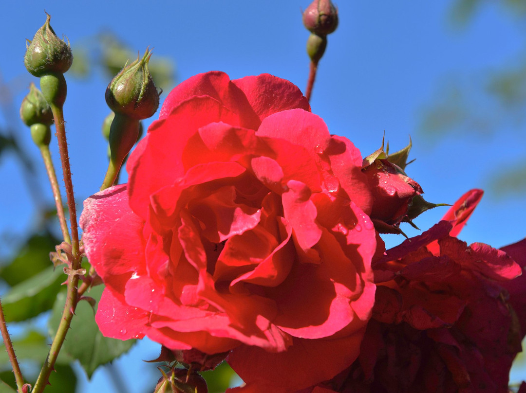 La Trancoulette主图