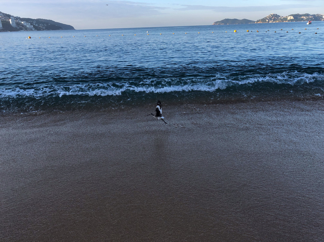 Playa Icacos-阿卡普尔科必去景点