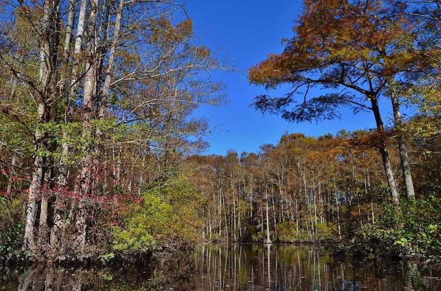 Robertson Millpond Preserve-Wendell必去景点