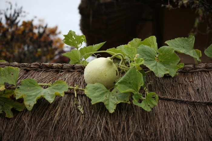 Seonbichon Village-荣州市必去景点