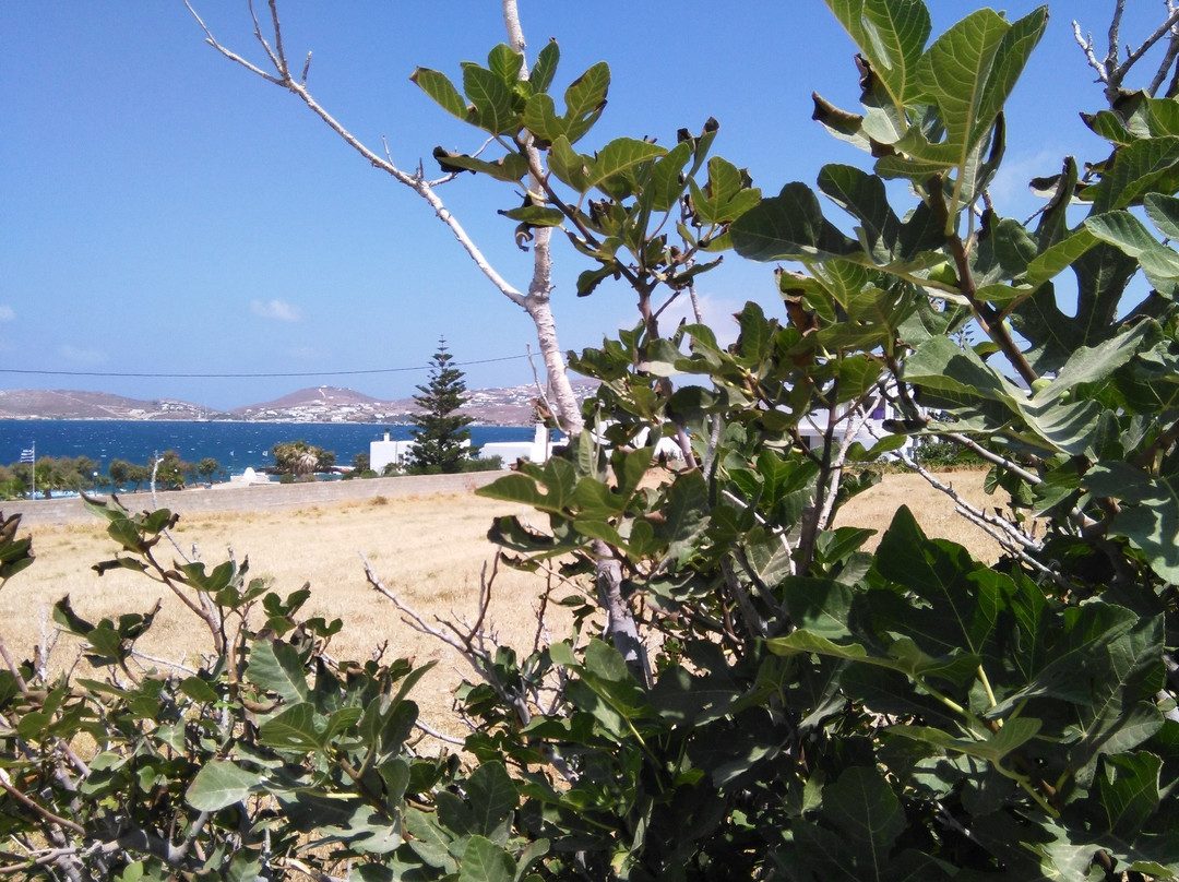 Bella Vista Studios主图