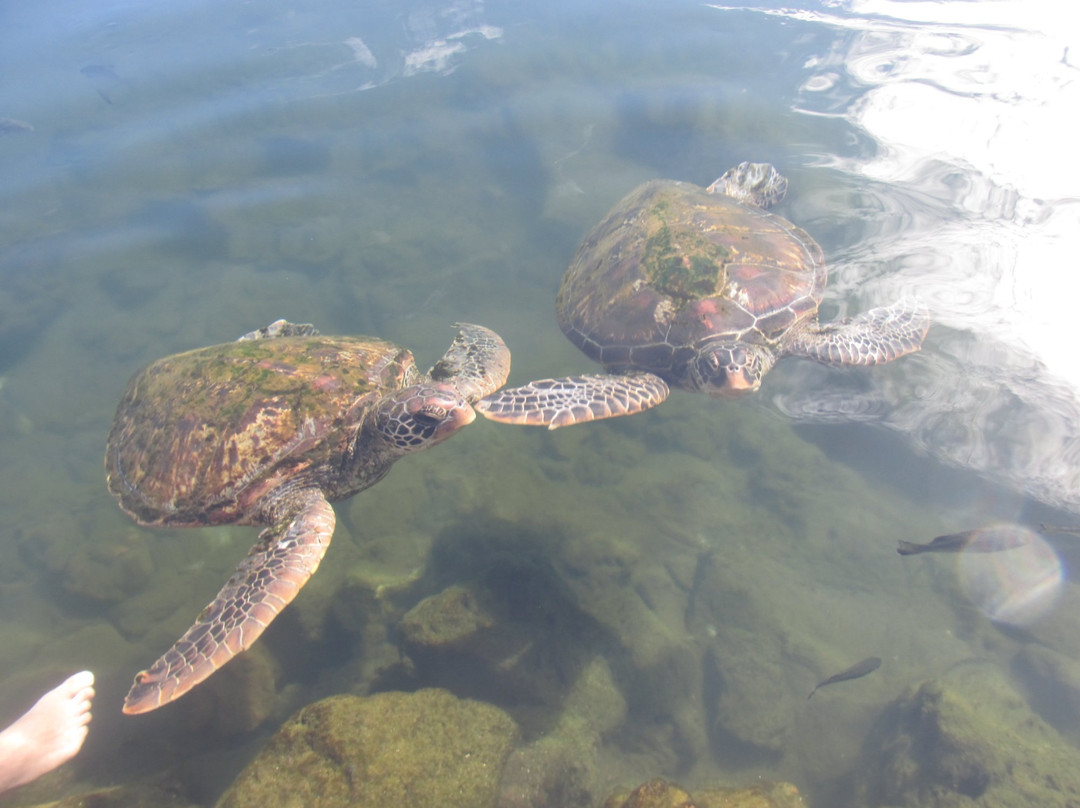 萨瓦伊岛旅游景点-Swimming with Turtles