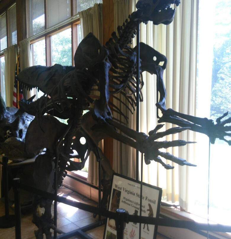Museum of Geology and Natural History景点图片