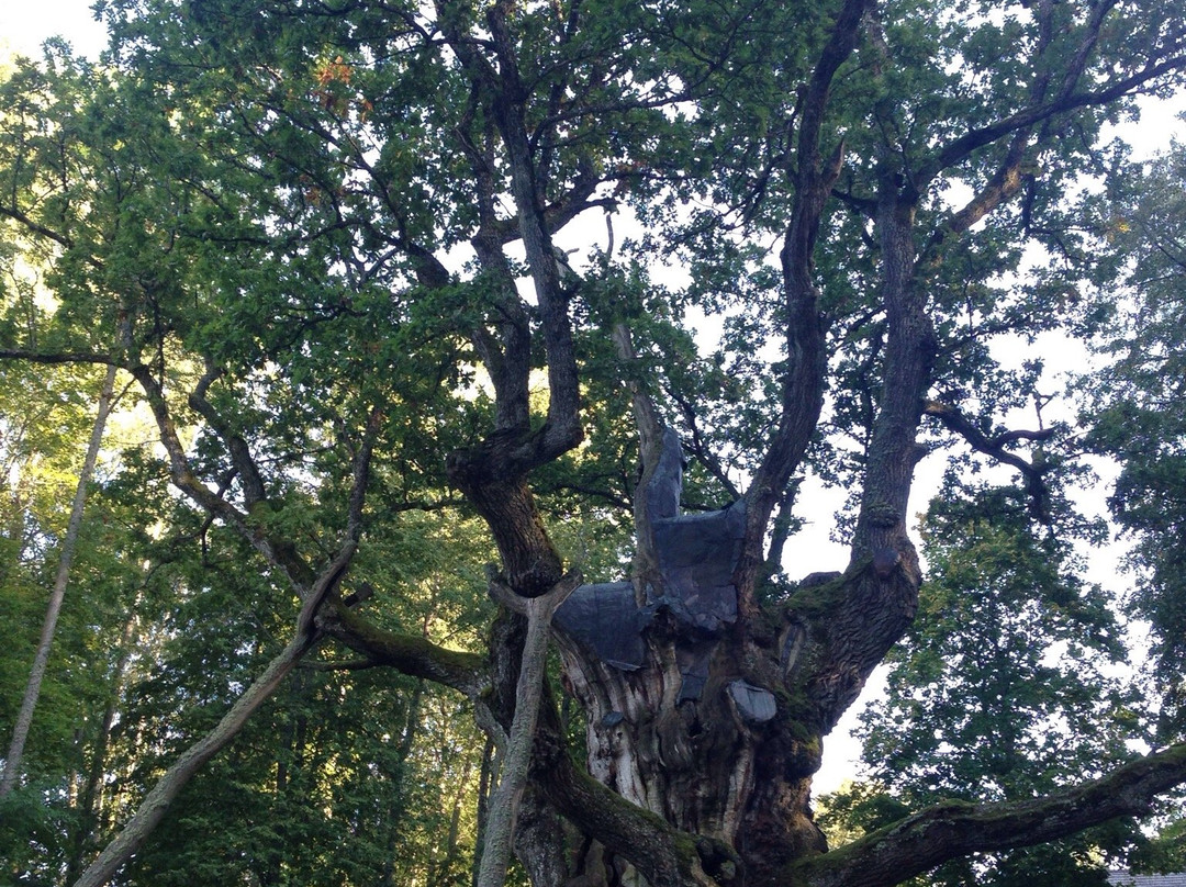 Stelmuze Oak Tree-Stelmuze必去景点