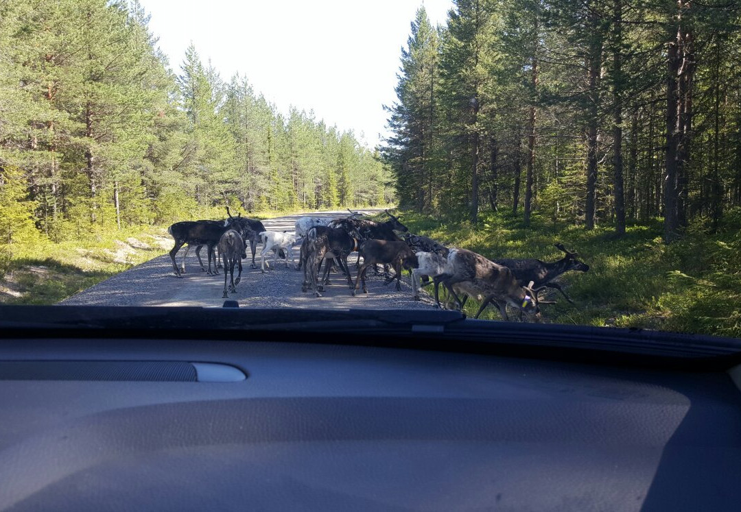 Wilderness Life in Arvidsjaur景点图片