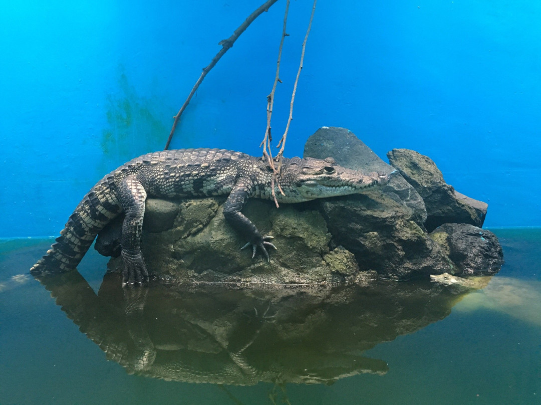 Zoologico Zacango-墨西哥城必去景点