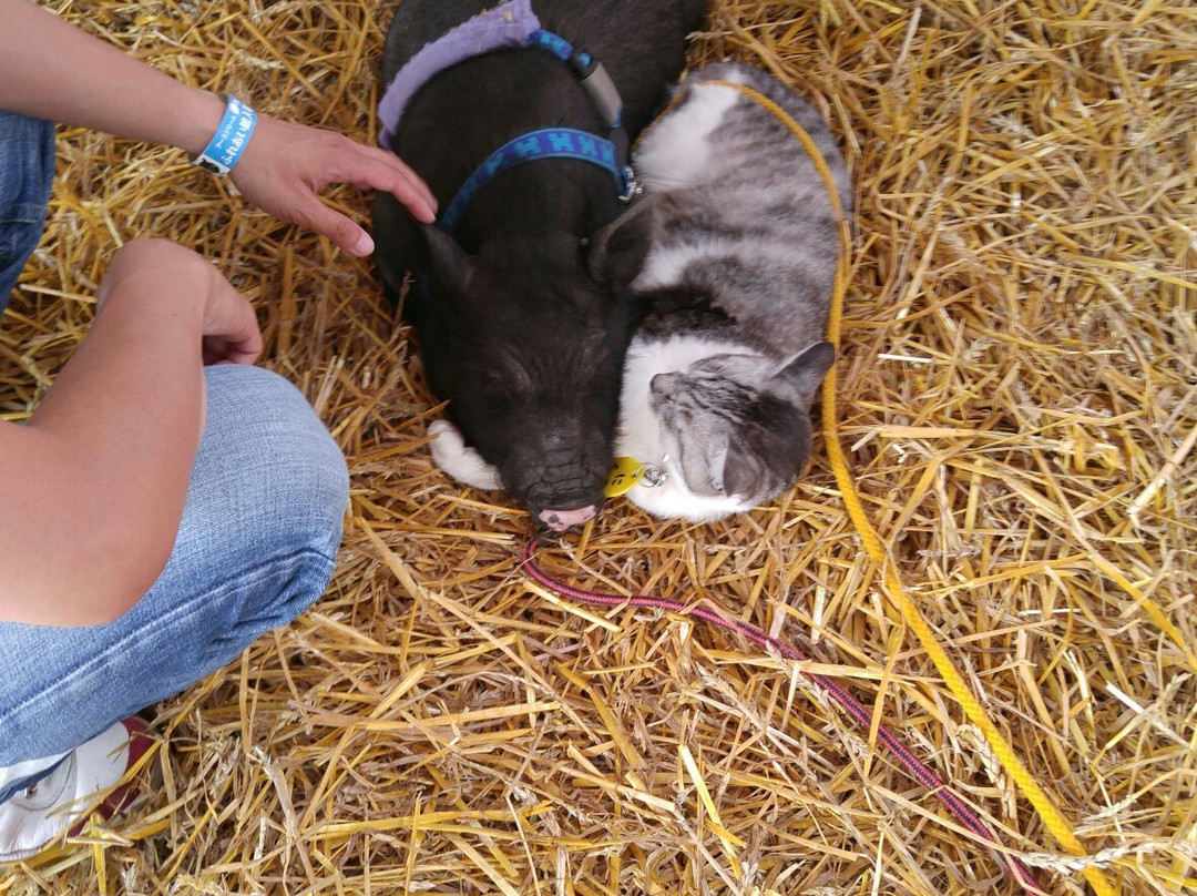Earth Dream Kakuyama Farm-江别市必去景点