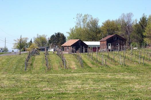 Thorpe Vineyard景点图片