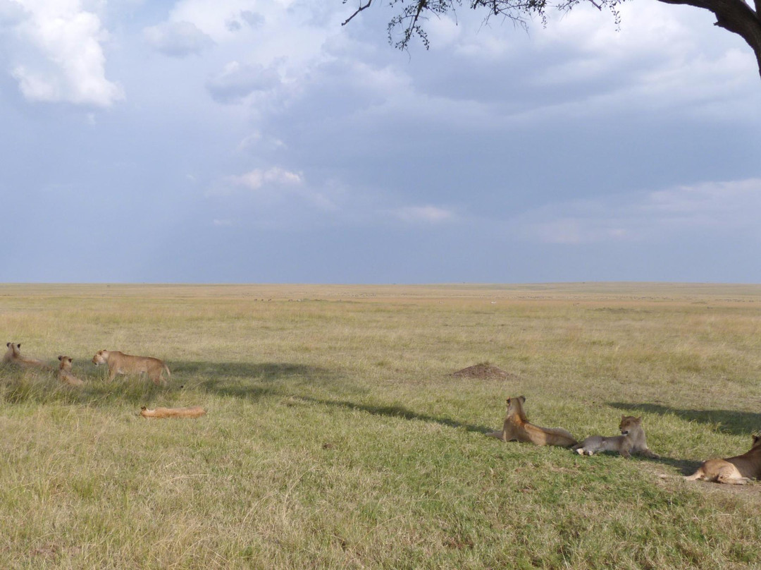 Musiara Swamp-马赛马拉国家野生动物保护区必去景点