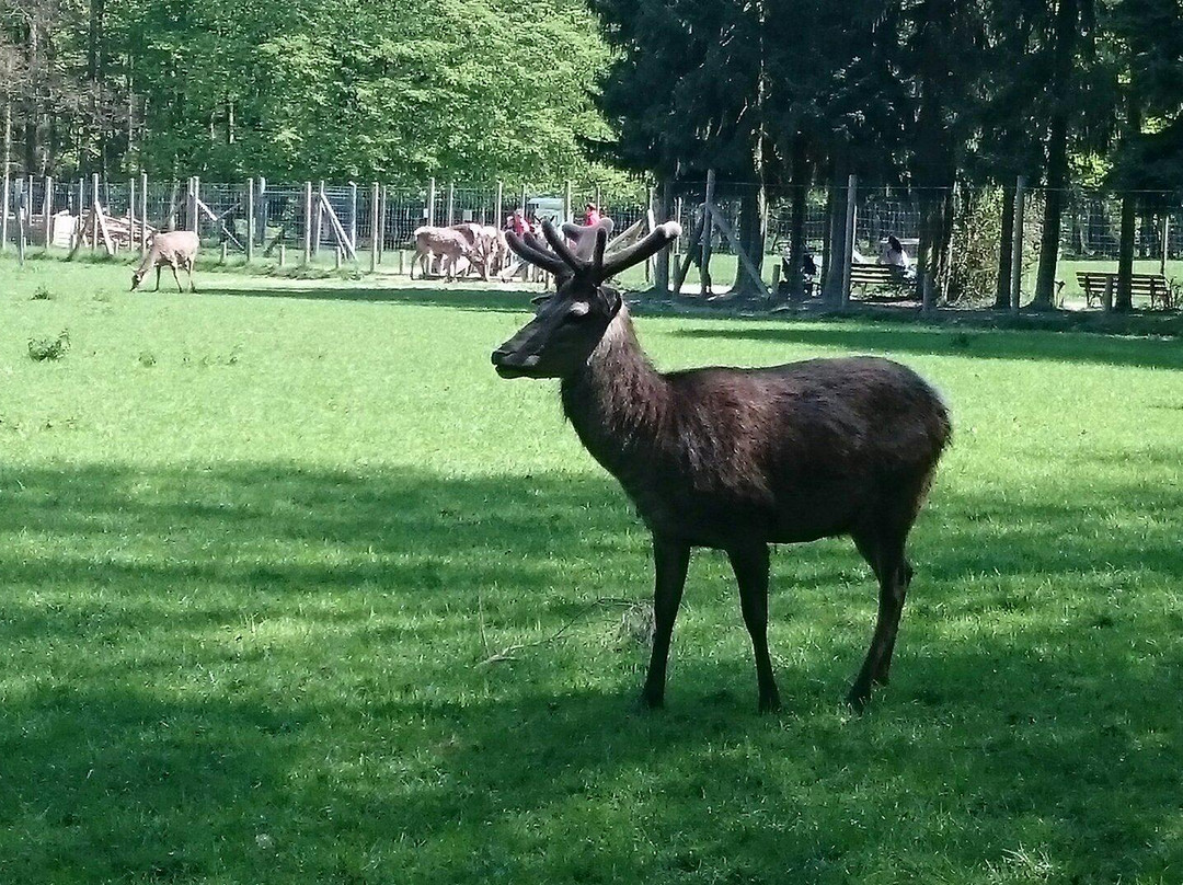 Wildpark Venusberg景点图片