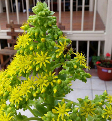 Centro Municipal de Artesanias-昆卡必去景点