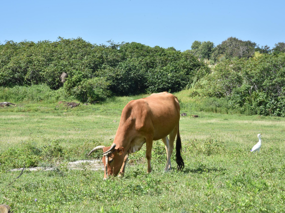 Pointe Allegre-Sainte Rose必去景点