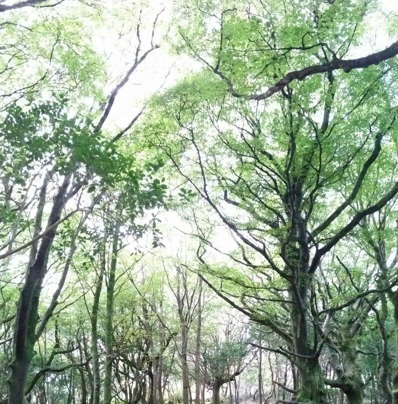 Barna Woods景点图片