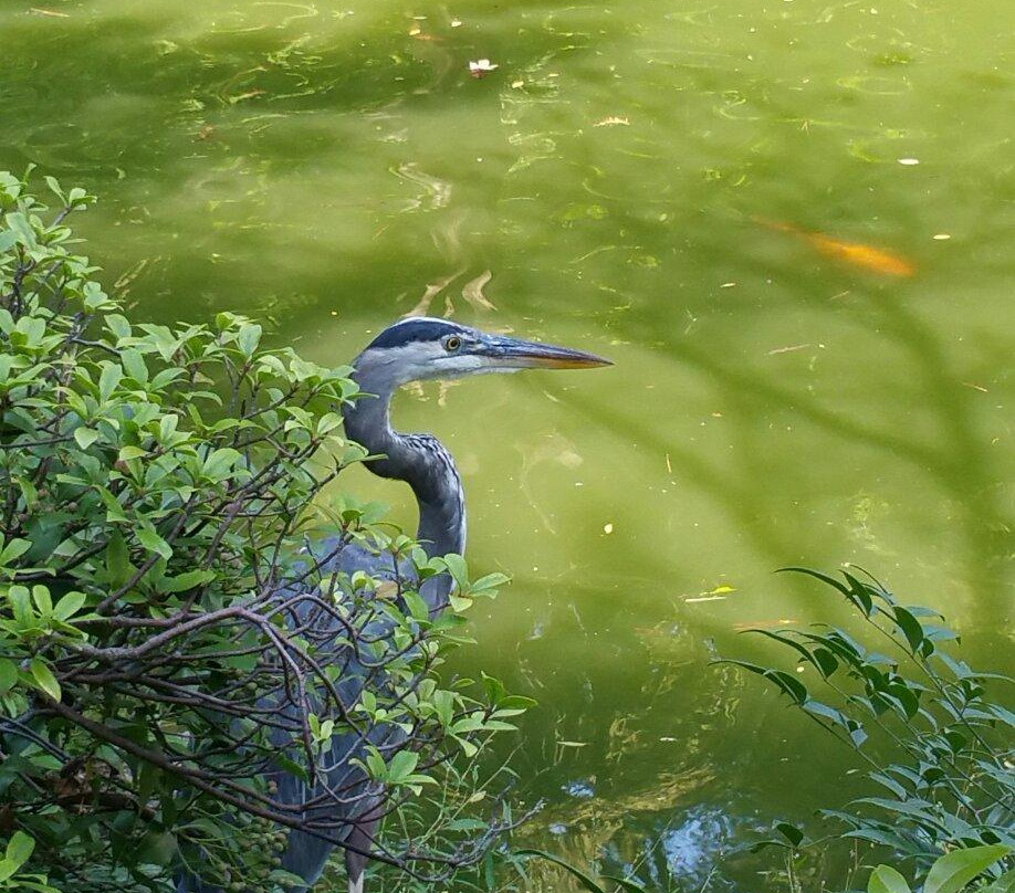 Fort Worth Japanese Garden-沃思堡必去景点