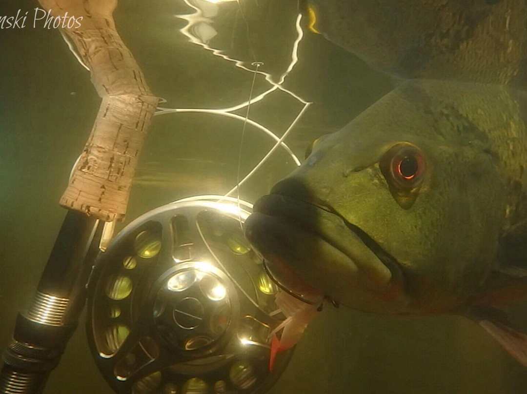 Phlats - Light Tackle Inshore Fishing-North Palm Beach必去景点