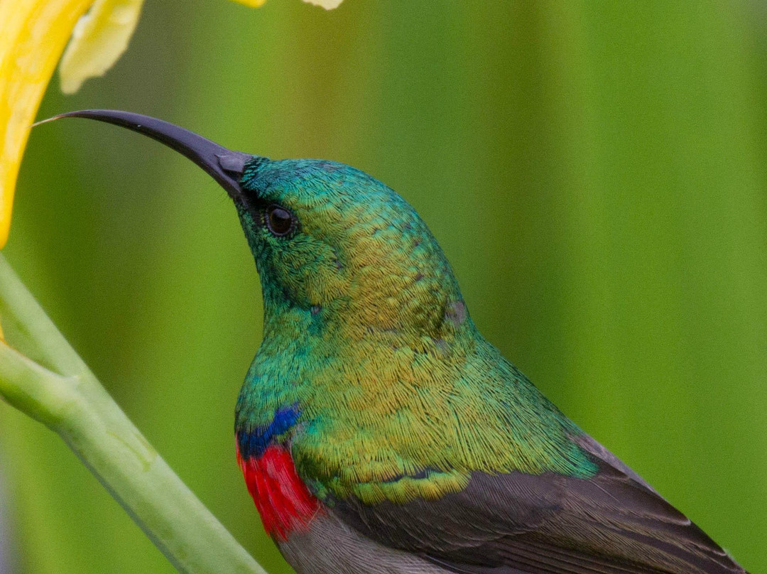Discovery Tours - Day Tours-开普敦中心区必去景点