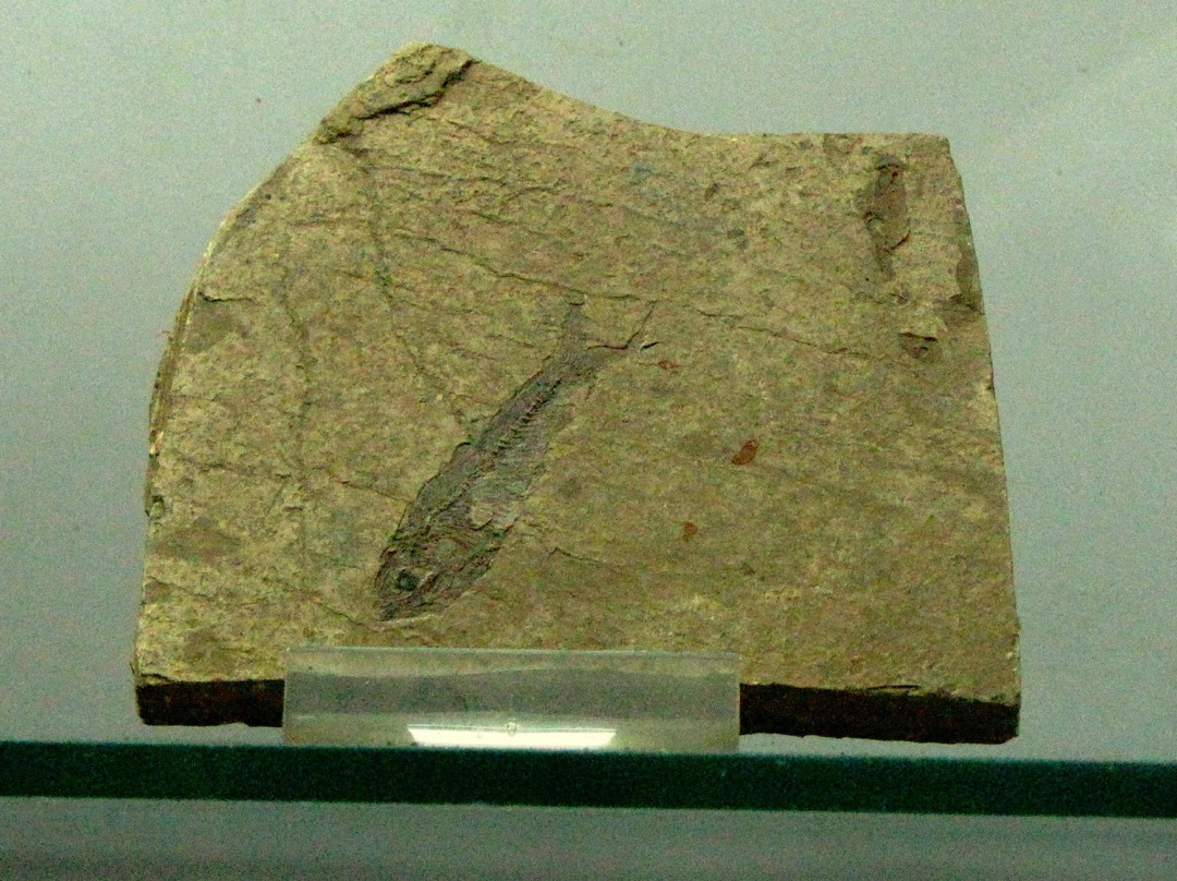 Gemmological Museum景点图片
