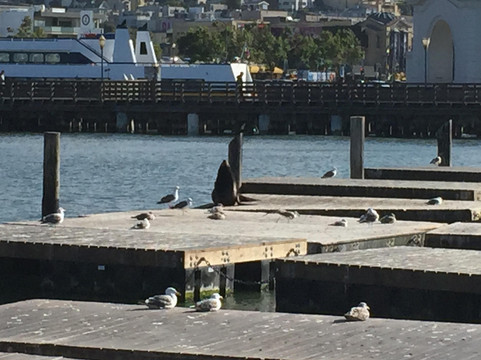 Sea Lion Center-旧金山必去景点